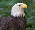 _4SB9177 bald eagle 